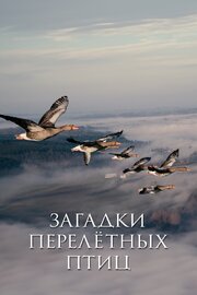 Загадки перелётных птиц из фильмографии Jean-Jacques Mréjen в главной роли.