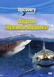 Discovery: Акулы Южной Африки - лучший фильм в фильмографии Джефф Курр