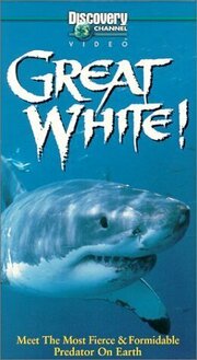 Great White - лучший фильм в фильмографии С.Дж. Морроу