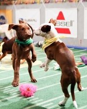 Puppy Bowl XI - лучший фильм в фильмографии TC Conway