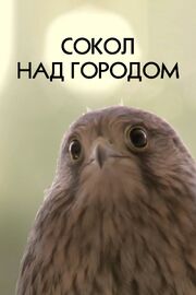 Сокол над городом из фильмографии Игорь Бышнёв в главной роли.