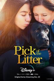 Pick of the Litter из фильмографии Куинн Костильо в главной роли.