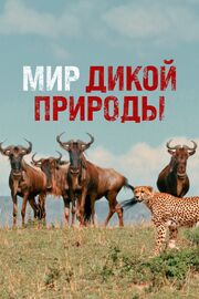 Мир дикой природы из фильмографии Дэвид Контесса в главной роли.