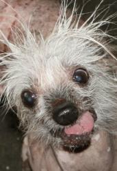 Rascal The World's Ugliest Dog