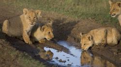 Фото Африканские кошки: Королевство смелых