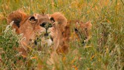 Фото Большие кошки Серенгети