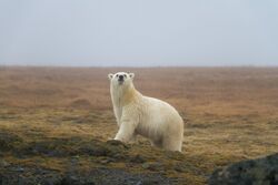 Фото Дикие и свободные