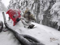 Фото Куки возвращается