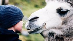 Фото Мой друг северный верблюд