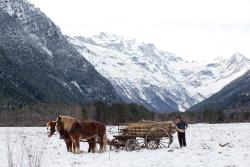 Фото Пальмы в снегу