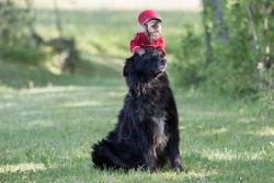 Фото Приключения Реми