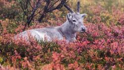 Фото Приключения олененка