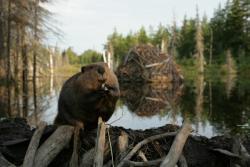 Фото Приключения бобрёнка