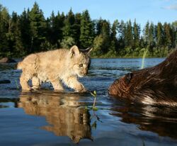 Фото Приключения бобрёнка