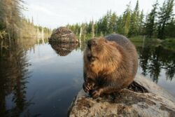 Фото Приключения бобрёнка