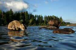 Фото Приключения бобрёнка