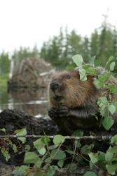 Фото Приключения бобрёнка