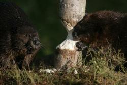 Фото Приключения бобрёнка