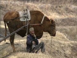 Фото Старый партнёр