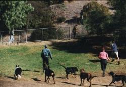 Фото The Dogwalker