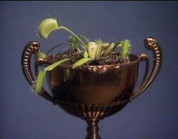 Фото Venus Flytrap