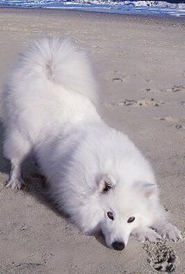 Atka the Amazing Eskie