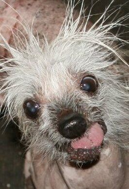 Фото Rascal The World's Ugliest Dog