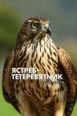 Ястреб-тетеревятник. Душа ветра - лучший фильм в фильмографии Ли Ён-гю