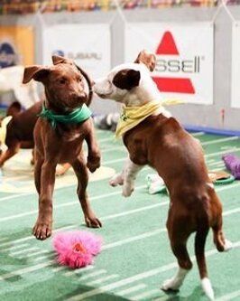 Puppy Bowl XI - лучший фильм в фильмографии Пэт Демпси