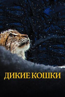 Дикие кошки - лучший фильм в фильмографии Жан-Пьерр Байи