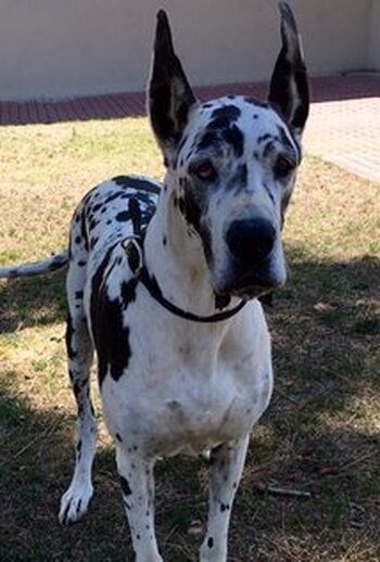 Фото Armani GreatDane.